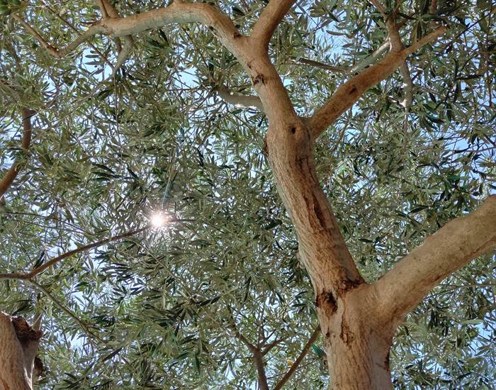 On se détend sous les oliviers du Sud