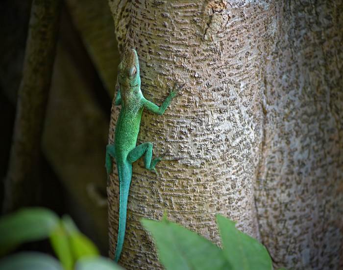Gite_Rural_Flane_Capesterre_Belle_Eau_Guadeloupe_Basse_Terre