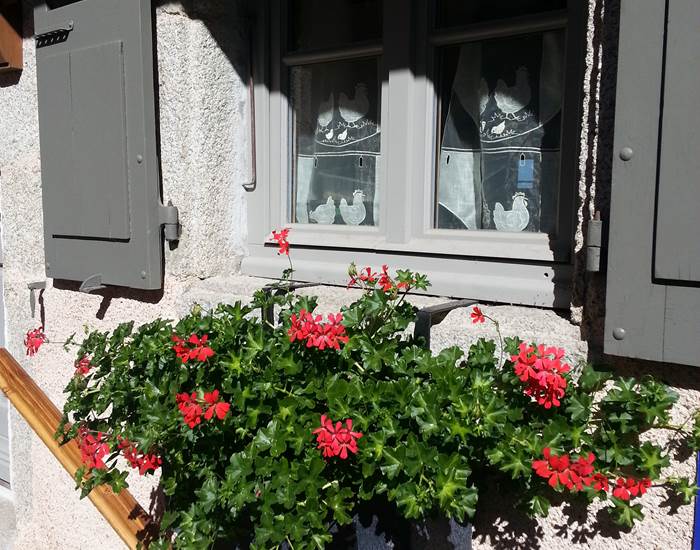 GERANIUMS