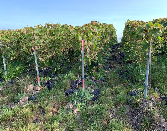 Découverte du vignoble de Champagne - Les Suites Champenoises