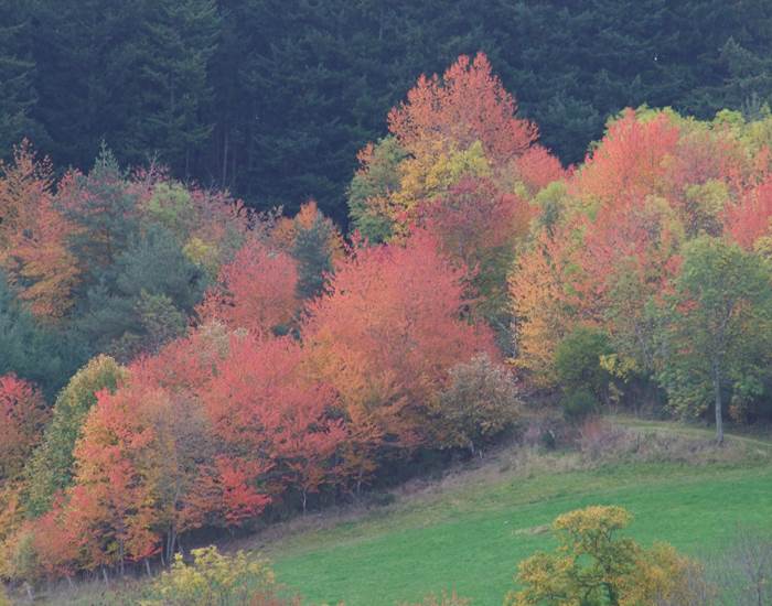 Automne flaboillant