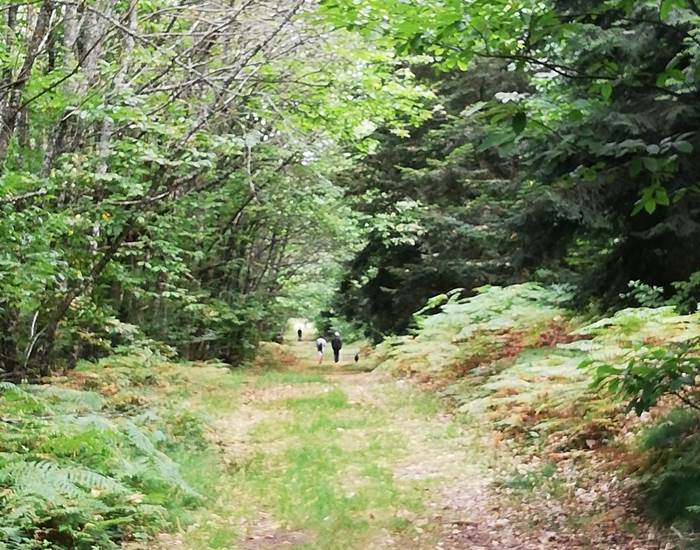 bois de chabane