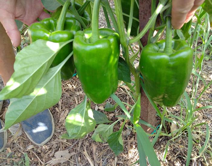Les légumes du potager pour les tables d'hôtes