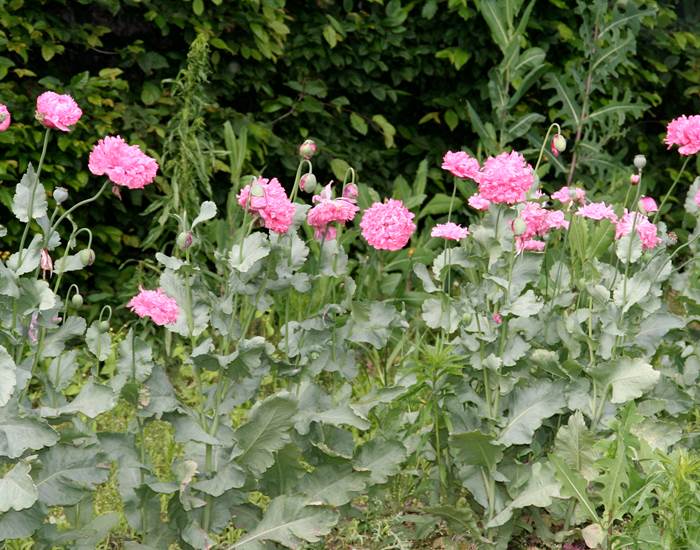 Pavots