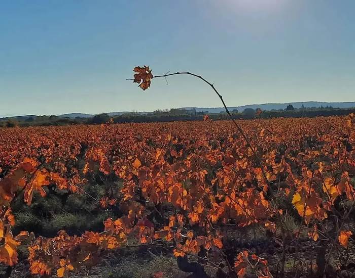 Les superbes couleurs automnales