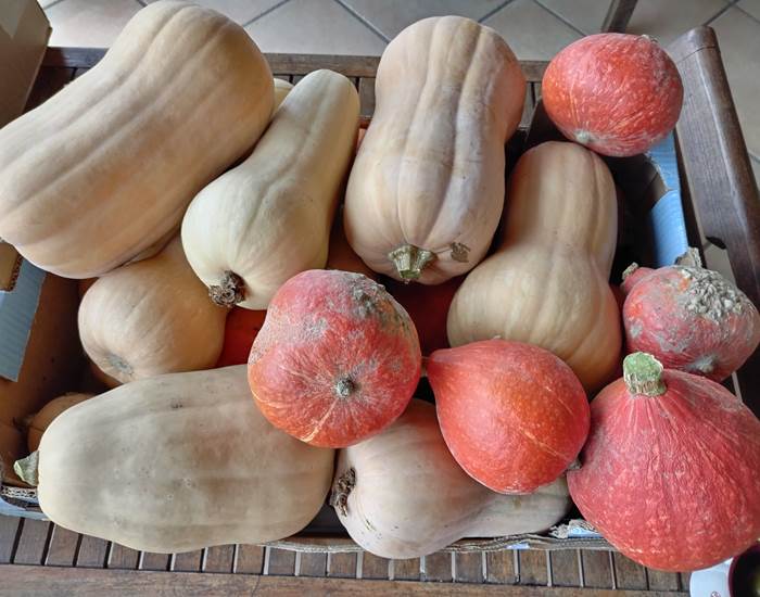 Fête de la courge et butternut du potager du Coq du Nord-Mailhac au Braséro Plancha