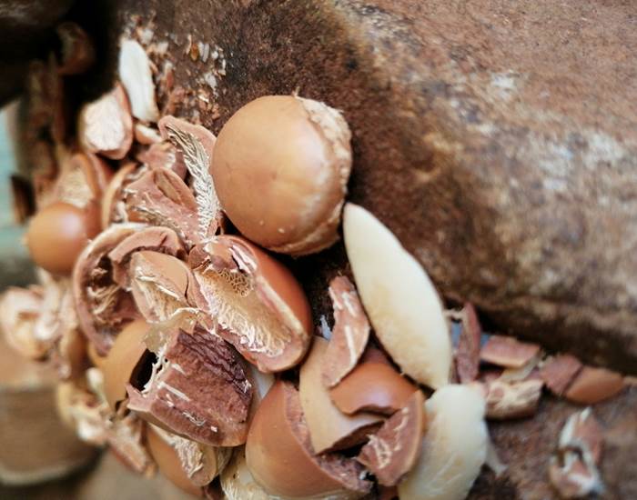 L'Arganier : Un Élixir de Jouvence