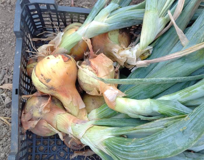 Le potager du Coq du Nord Mailhac