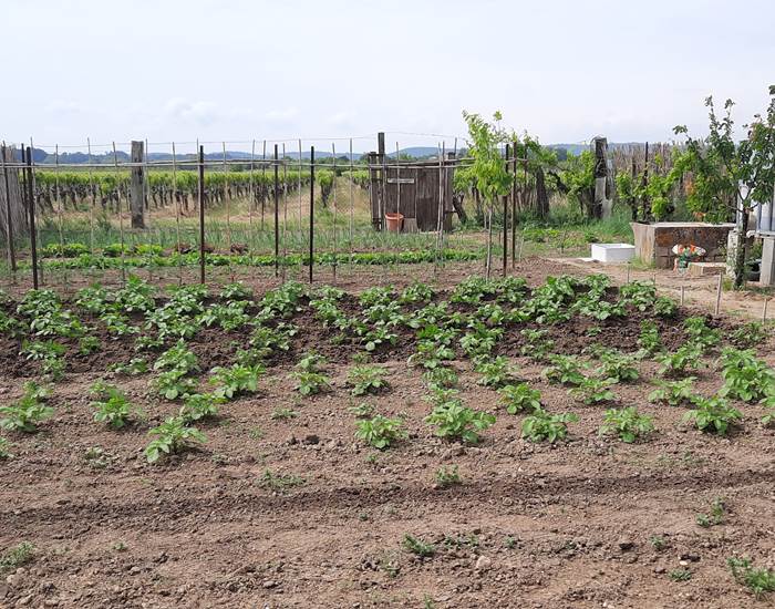 Potager "Le Coq du Nord-Mailhac"
