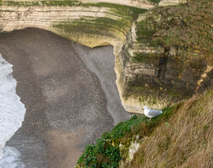 Seagull on a Cliff - Fécamp tom 3