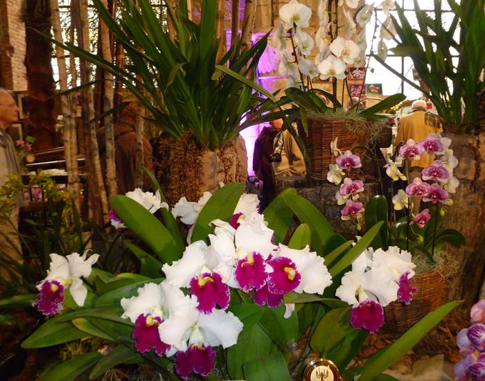 orchidées Abbaye de Vaucelles