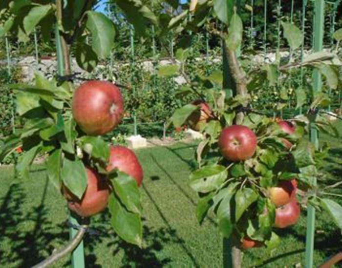 Pommiers en espalier