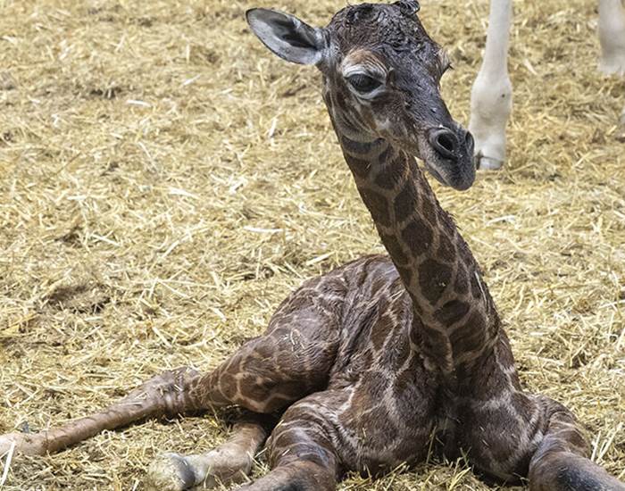Sofy le Girafon