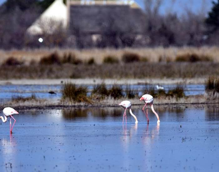 marais camargue
