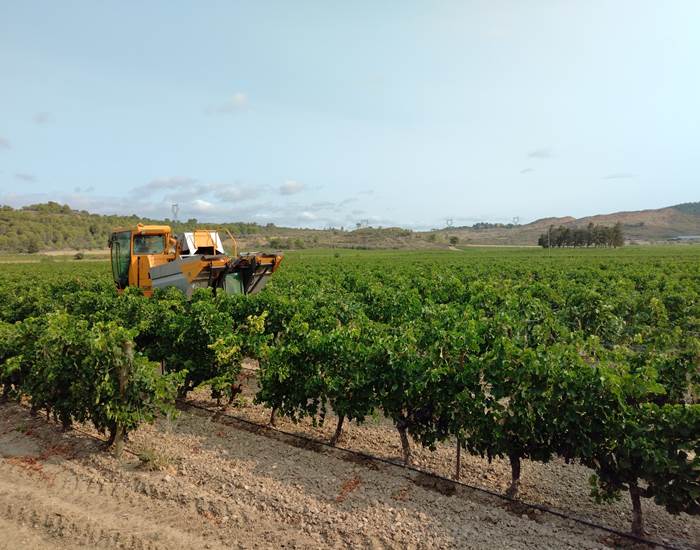 Les vendanges dans le Minervois