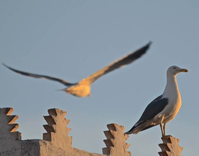 Les mouettes d'Essaouira
