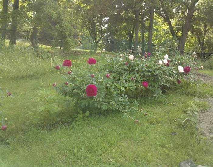 idgjardin6-page
