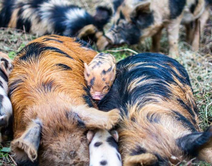 Les jardins de Berdis - Famille Kune Kune