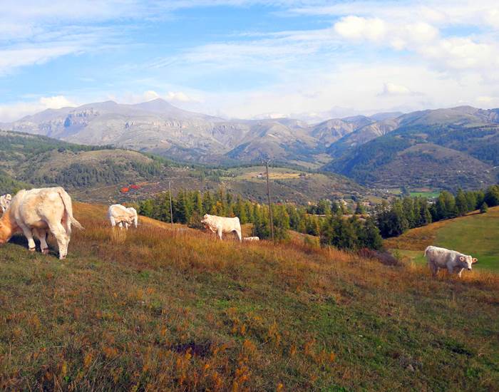 Les Charolaises