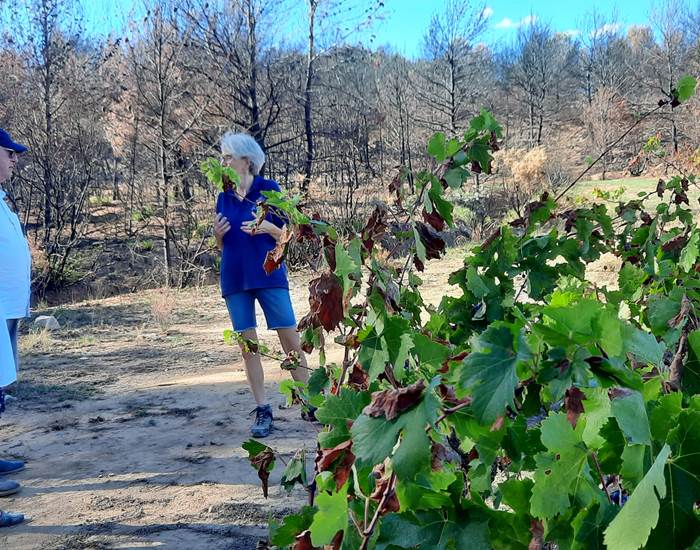 Visite de la vigne 🍇🍇🍇