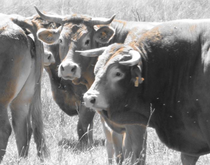 Les vaches limousines