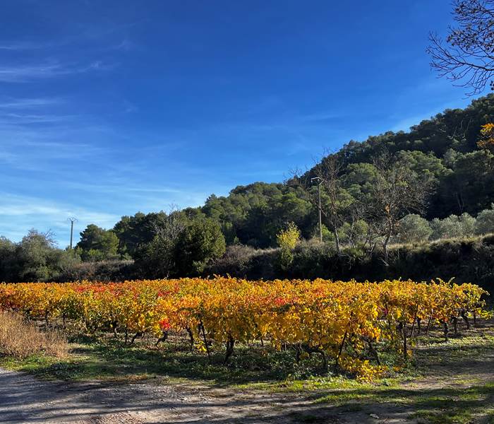 les vignes en automne