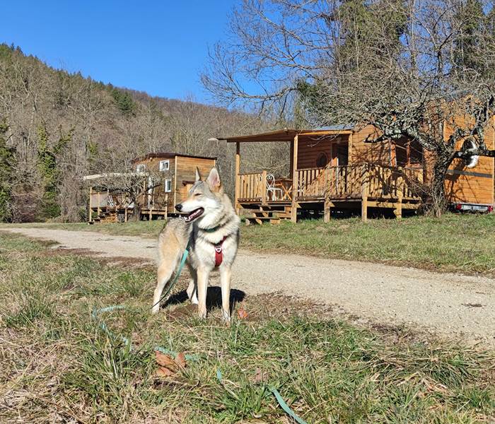 Venir avec son chien a Cosy Naturesite