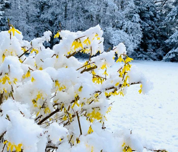 fleursdeforsythiasouslaneige-surprisedelinstant-neige-hiver-correze-sancy-montsducantal