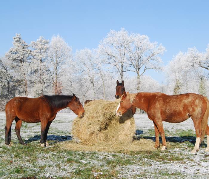 Camping La Chevauchée Pension chevaux