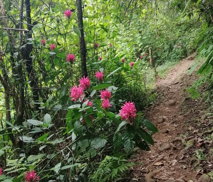 Le long du sentier, dans la forêt du Dimitile