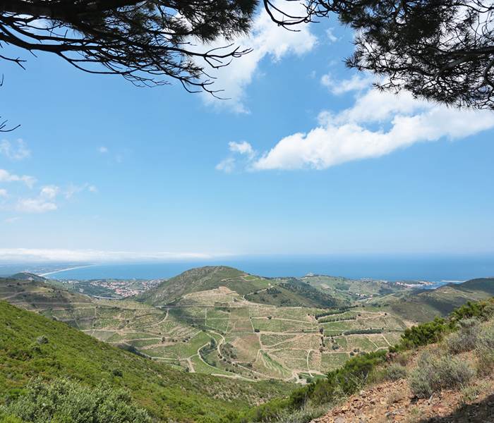 Cote_vermeille_et_vignoble