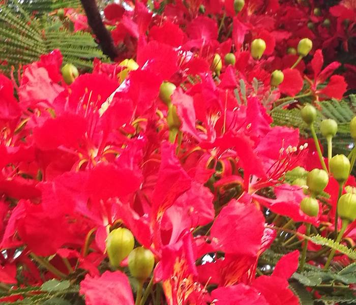 Fleurs de flamboyant