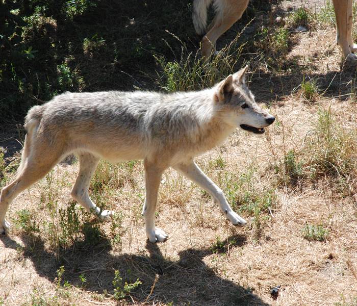 Les Chalets de la Margeride: Le Loup en recherche de son repas