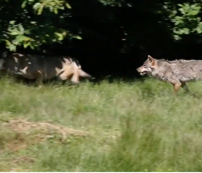 Parc animalier "Les loups de Chabrières" à Guéret