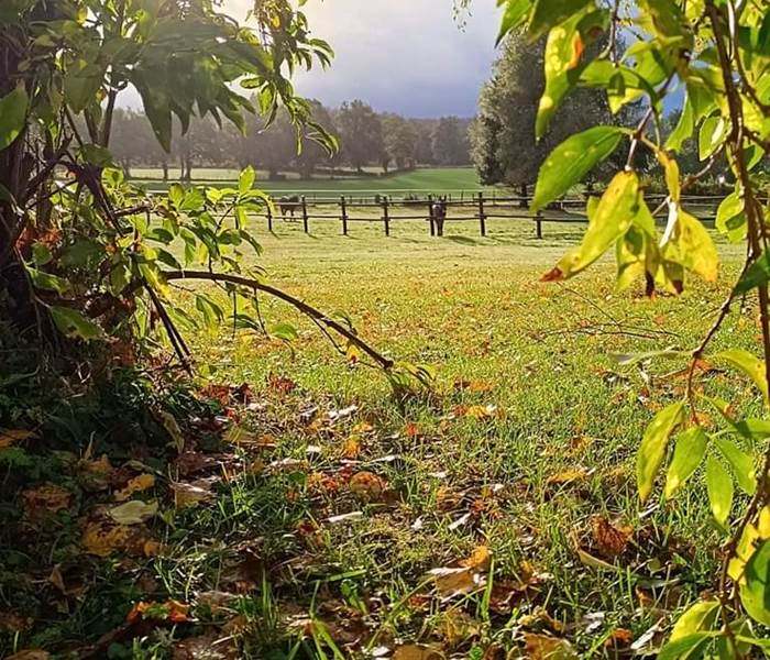 chambresdhotes-automne-vue-calme-arbres-hautecorreze