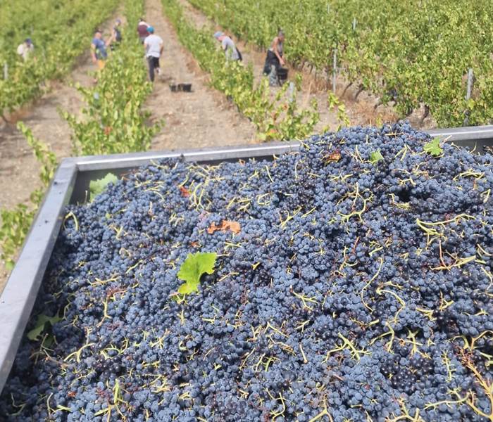 Récolte du Carignan de la Moulère