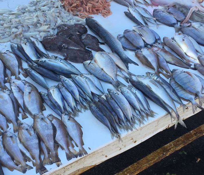 étales de poissons au port