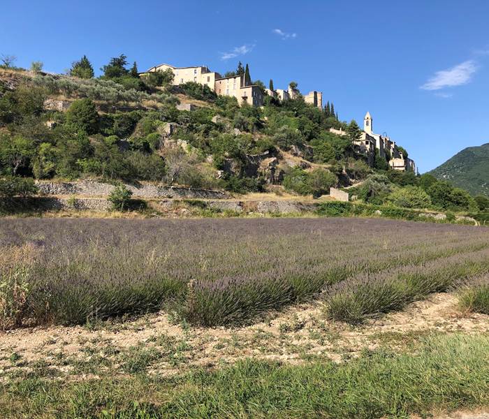 montbrun_lavande