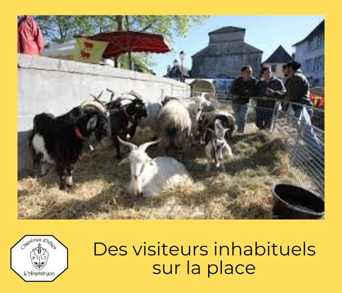 Foire du 1er mai - Le bétail