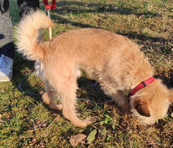 Loulou, chercheur de truffes....