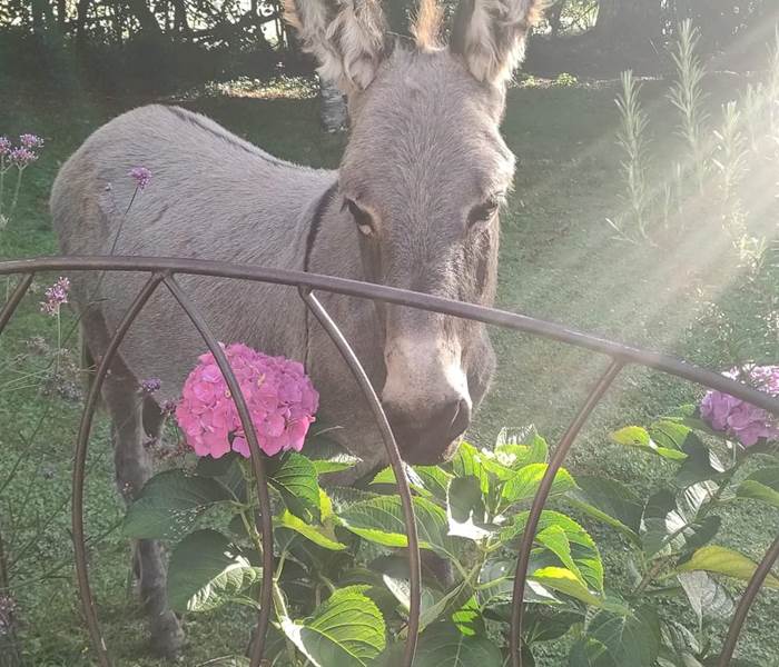 chambredhotes-âne-animal-compagnie