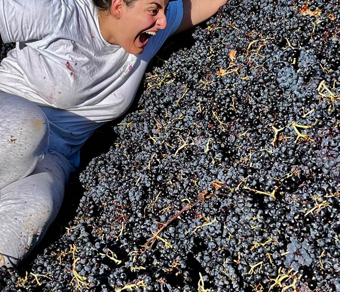 les carignans font leur star !