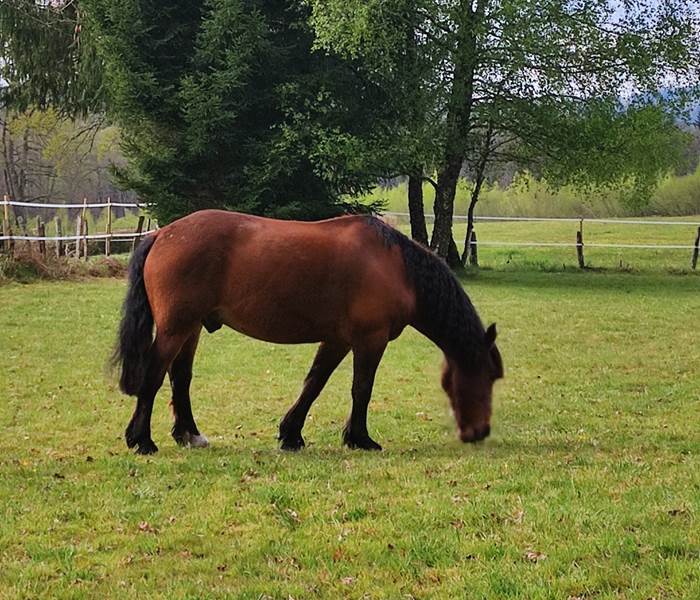 chambredhotes-Quitus-cheval-de-compagnie