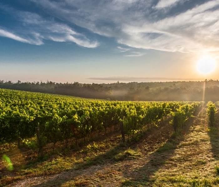Les Vignes du Languedoc