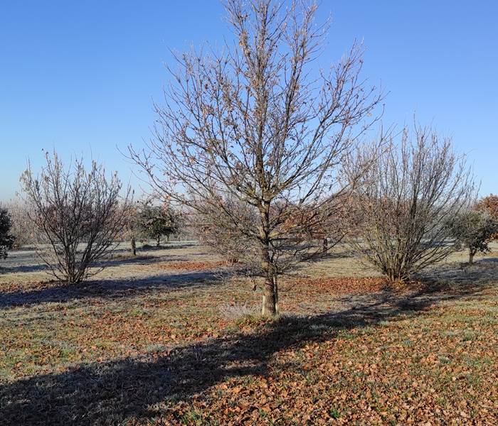 La truffière un matin de Janvier