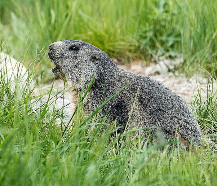 La Marmotte des Alpes - Parc animalier de Serre-Ponçon