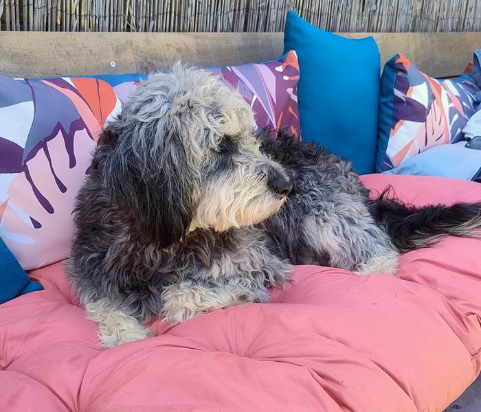 gîte acceptant les chiens