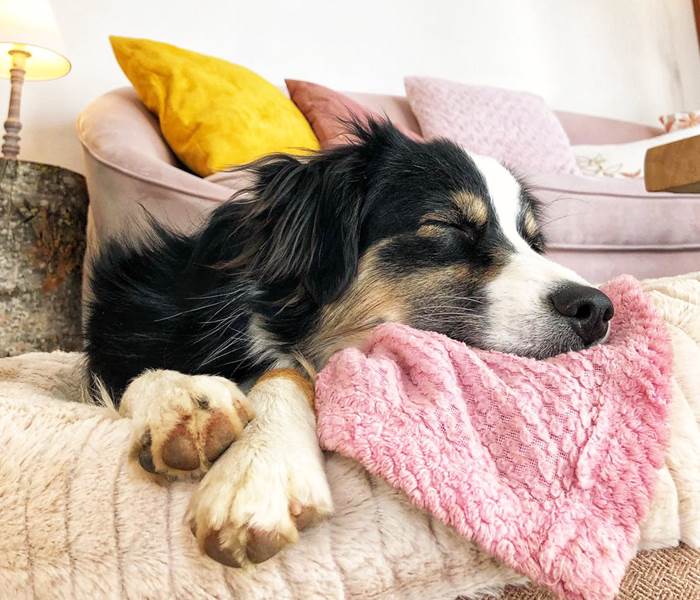 Vacances idéales avec son chien