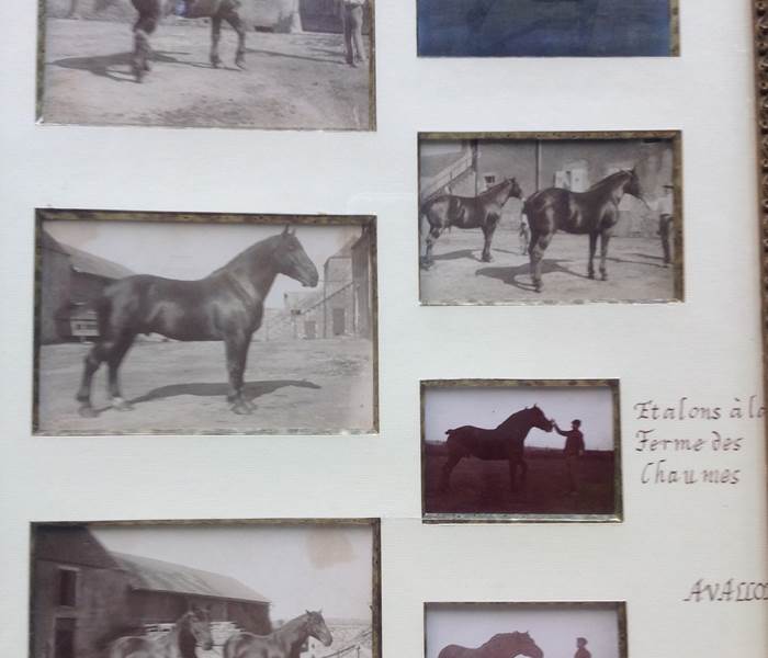 Etalons nivernais à la Ferme 1909