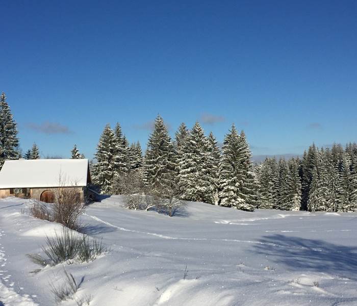 neige dans les Vosges